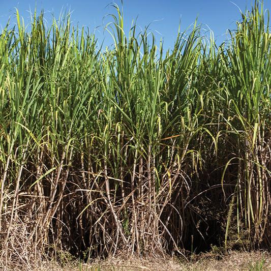 Sugarcane growing in a field