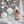 Mint green grasshopper cocktail with whipped cream and candy cane rim next to a bottle of candy cane syrup on a festive background.